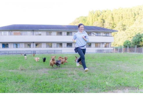 成約済の千葉県のトイプードル-204767の5枚目